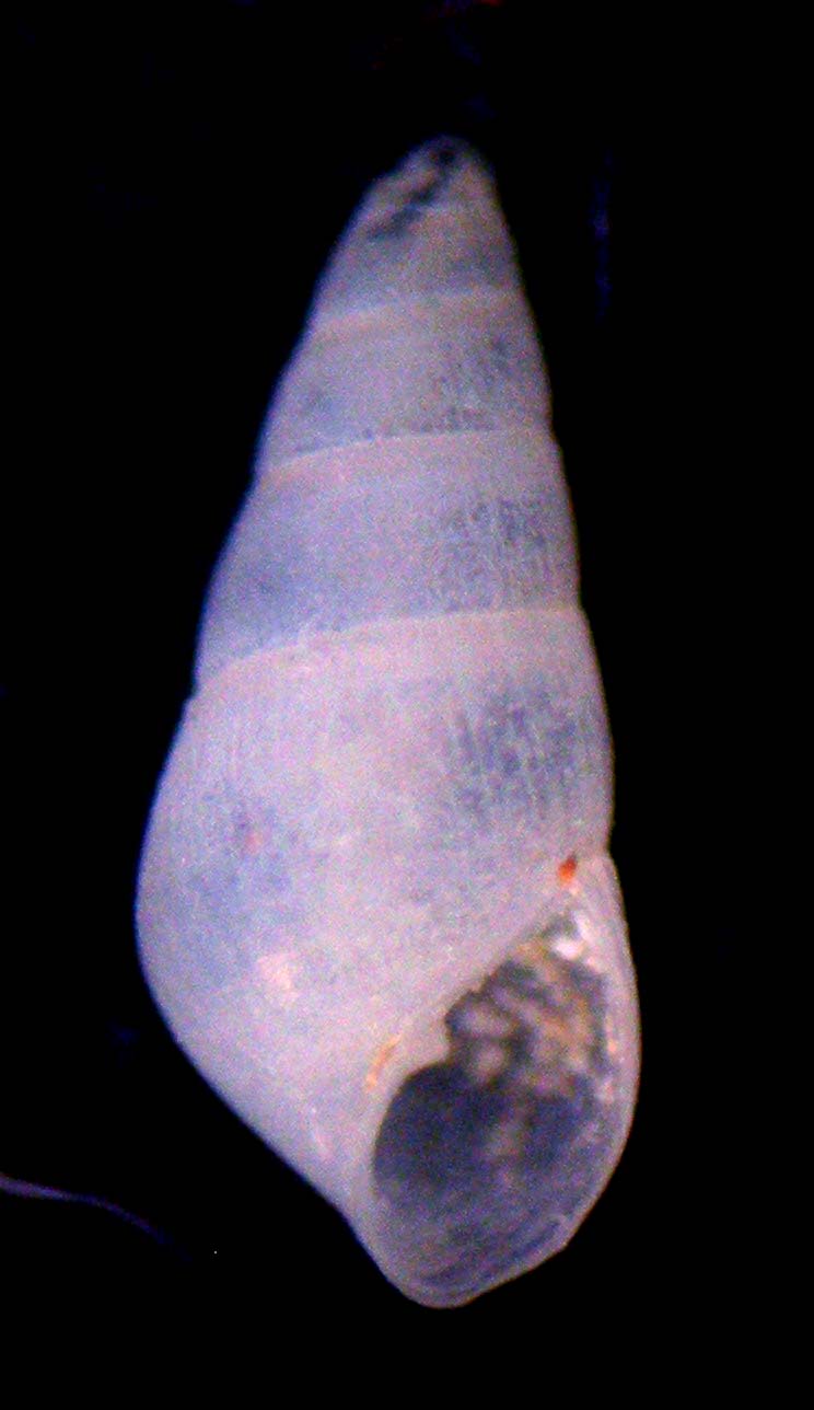 odostomia umago